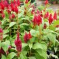 Red Celosia 250 Seeds Celosia plumosa