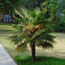 Windmill Palm  5 Seeds  Trachycarpus fortunii