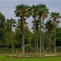 Windmill Palm  5 Seeds  Trachycarpus fortunii