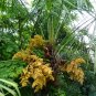Windmill Palm  5 Seeds  Trachycarpus fortunii