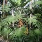 Windmill Palm  5 Seeds  Trachycarpus fortunii