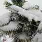 Windmill Palm  5 Seeds  Trachycarpus fortunii