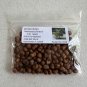 Windmill Palm  5 Seeds  Trachycarpus fortunii