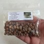 Windmill Palm  5 Seeds  Trachycarpus fortunii