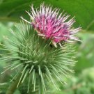 Greater Burdock   Arctium lappa  100 Seeds