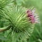 Greater Burdock Arctium lappa 100 Seeds