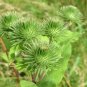 Greater Burdock Arctium lappa 100 Seeds