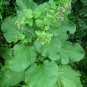 Greater Burdock Arctium lappa 100 Seeds