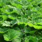 Greater Burdock Arctium lappa 100 Seeds