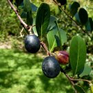 Paradise Plum  Cocoplum  Chrysobalanus icaco  10 Seeds