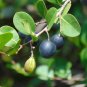 Paradise Plum  Cocoplum  Chrysobalanus icaco  10 Seeds