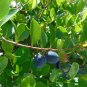 Paradise Plum  Cocoplum  Chrysobalanus icaco  10 Seeds