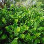 Paradise Plum  Cocoplum  Chrysobalanus icaco  10 Seeds