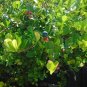 Paradise Plum  Cocoplum  Chrysobalanus icaco  10 Seeds