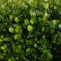 Paradise Plum  Cocoplum  Chrysobalanus icaco  10 Seeds