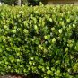 Paradise Plum  Cocoplum  Chrysobalanus icaco  10 Seeds