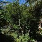 Paradise Plum  Cocoplum  Chrysobalanus icaco  10 Seeds