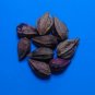Paradise Plum  Cocoplum  Chrysobalanus icaco  10 Seeds
