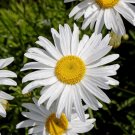 Shasta Daisy 2000 Seeds Leucanthemum x superbum Shasta Daisy 2000 Seeds Leucanthemum x superbum