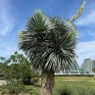 Beaked Yucca 25 Seeds Yucca rostrata Beaked Yucca 25 Seeds Yucca rostrata