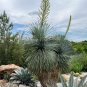 Beaked Yucca 25 Seeds Yucca rostrata