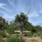 Beaked Yucca 25 Seeds Yucca rostrata
