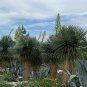 Beaked Yucca 25 Seeds Yucca rostrata