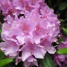 Pacific Rhododendron Rhododendron macrophyllum 100 Seeds Pacific Rhododendron Rhododendron macrophyllum 100 Seeds
