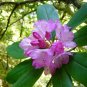 Pacific Rhododendron Rhododendron macrophyllum 100 Seeds