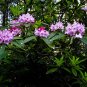 Pacific Rhododendron Rhododendron macrophyllum 100 Seeds