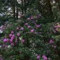 Pacific Rhododendron Rhododendron macrophyllum 100 Seeds