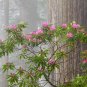 Pacific Rhododendron Rhododendron macrophyllum 100 Seeds