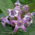 Giant Milkweed Calotropis gigantea 20 Seeds Giant Milkweed Calotropis gigantea 20 Seeds