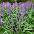 Lilyturf 10 Seeds Liriope muscari