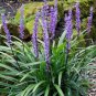 Lilyturf 10 Seeds Liriope muscari