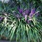 Lilyturf 10 Seeds Liriope muscari