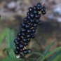 Lilyturf 10 Seeds Liriope muscari