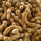 Tamarind 5 Seeds Tamarindus indica Tamarind 5 Seeds Tamarindus indica