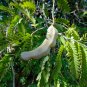 Tamarind 5 Seeds Tamarindus indica
