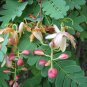 Tamarind 5 Seeds Tamarindus indica