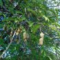 Tamarind 5 Seeds Tamarindus indica