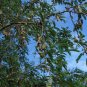 Tamarind 5 Seeds Tamarindus indica