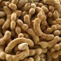 Tamarind 5 Seeds Tamarindus indica