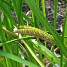 Sweet Flag Acorus calamus 100 Seeds