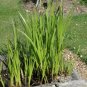 Sweet Flag Acorus calamus 100 Seeds