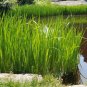 Sweet Flag Acorus calamus 100 Seeds