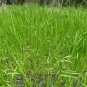 Sweet Flag Acorus calamus 100 Seeds