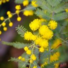 Cootamundra Wattle Acacia baileyana 100 Seeds Cootamundra Wattle Acacia baileyana 100 Seeds