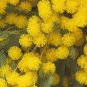 Cootamundra Wattle Acacia baileyana 100 Seeds