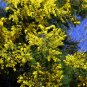 Cootamundra Wattle Acacia baileyana 100 Seeds